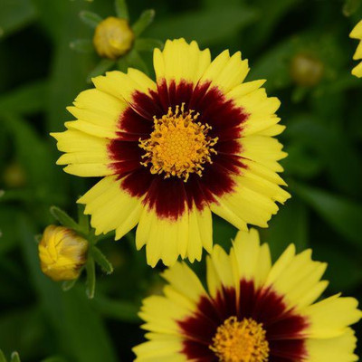 XOLDA Hybrid Coreopsis Seed(65 per packet)