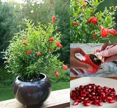 Chalisa Pomegranate, Anaar Seed(42 per packet)