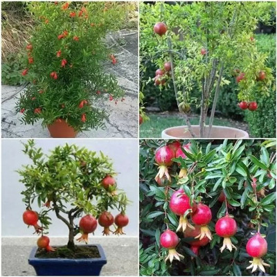 Chalisa Pomegranate, Anaar Seed(15 per packet)