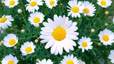 Mozette Hybrid Daisy white Seed(50 per packet)
