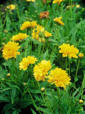 Mozette Hybrid Coreopsis Seed(55 per packet)