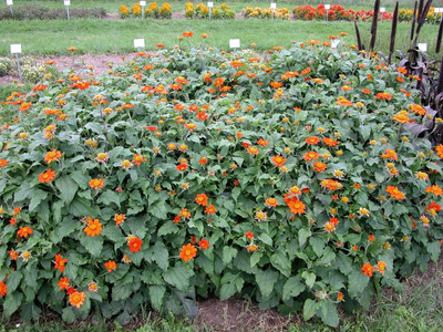 XOLDA Tithonia Seed(35 per packet)