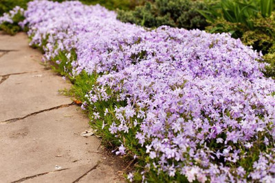 Mozette Hybrid Phlox Seed(70 per packet)