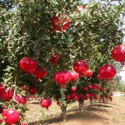 Aro Pomegranate, Anaar Seed(160 per packet)