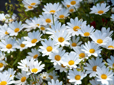XOLDA Hybrid Daisy white Seed(60 per packet)