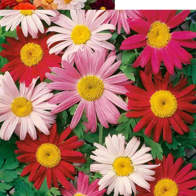 XOLDA Daisy Mix Seed(20 per packet)