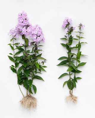 XOLDA Hybrid Phlox Seed(65 per packet)
