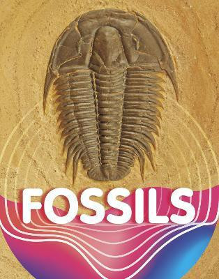 Fossils(English, Paperback, Sipperley Keli)