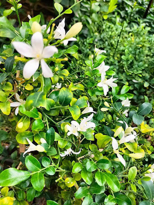 GreenyOn Jasmine Plant(Hybrid, Pack of 1)