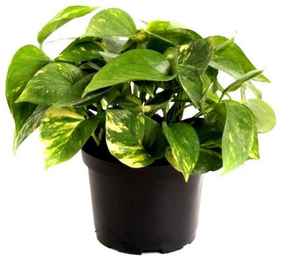Cloud Farm Golden Money Plant(Hybrid, Pack of 1)