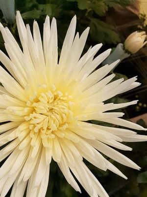 XOLDA Hybrid Chrysan Themum White Seed(50 per packet)