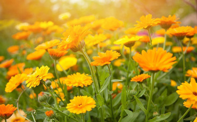 XOLDA Hybrid Calendula Seed(63 per packet)