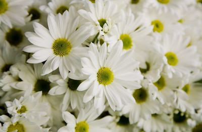 XOLDA Hybrid Chrysan Themum White Seed(65 per packet)