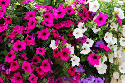 XOLDA Hybrid Petunia Seed(64 per packet)