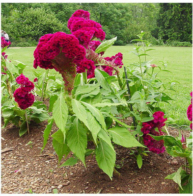 Mozette Hybrid CockScomb Seed(50 per packet)
