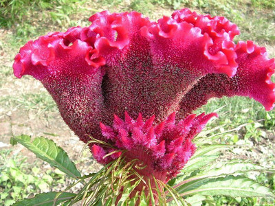 Mozette Hybrid CockScomb Seed(65 per packet)