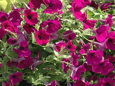 XOLDA Hybrid Petunia Seed(68 per packet)