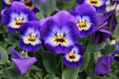Mozette Hybrid Viola Seed(65 per packet)