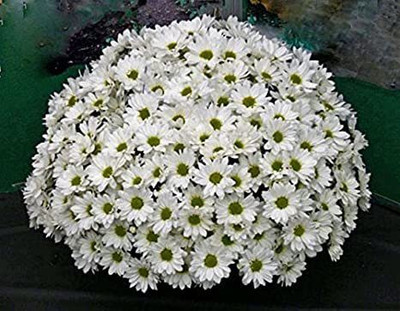XOLDA Hybrid Chrysan Themum White Seed(55 per packet)