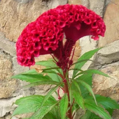 XOLDA Exotic cocksomb Seed(20 per packet)