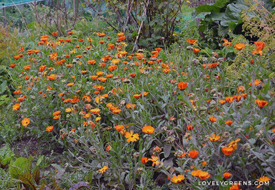 Mozette Hybrid Calendula Seed(51 per packet)