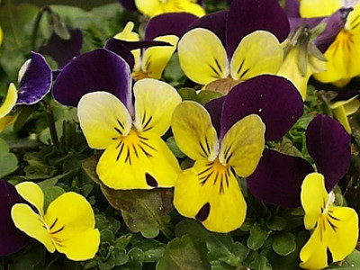 Mozette Hybrid Viola Seed(60 per packet)