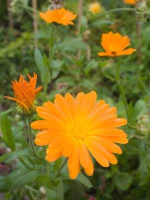 XOLDA Hybrid Calendula Seed(69 per packet)