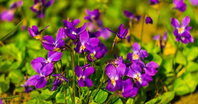 Mozette Hybrid Viola Seed(55 per packet)