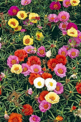 XOLDA Viola Seed(26 per packet)