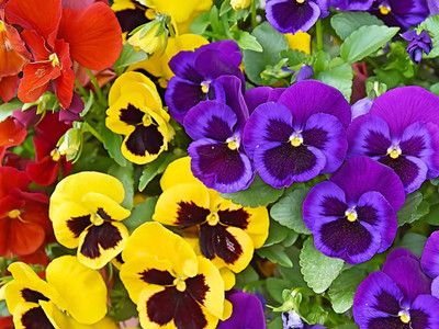 Mozette Hybrid Viola Seed(50 per packet)