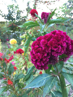 Mozette Hybrid CockScomb Seed(70 per packet)