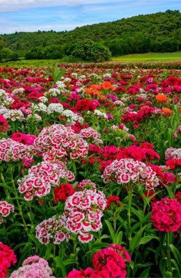 XOLDA Hybrid Sweet William Seed(50 per packet)
