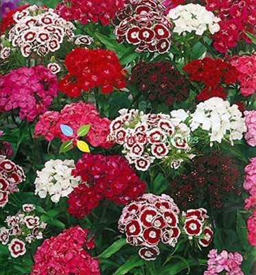 Mozette Hybrid Sweet William Seed(50 per packet)