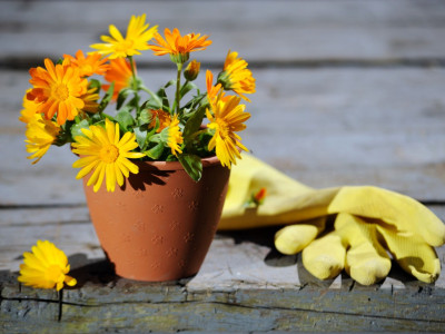 Mozette Hybrid Calendula Seed(51 per packet)