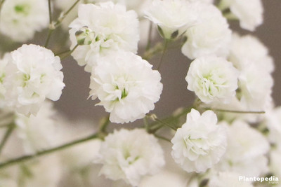 Mozette Hybrid Gypsophila Seed(50 per packet)