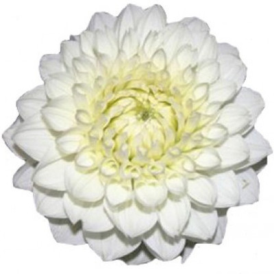 Mozette Exotic chrysanthemum white Seed(27 per packet)