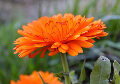 Mozette Hybrid Calendula Seed(67 per packet)