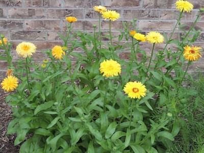 Mozette Hybrid Calendula Seed(61 per packet)