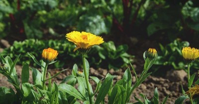 XOLDA Hybrid Calendula Seed(54 per packet)