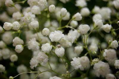 XOLDA Hybrid Gypsophila Seed(65 per packet)