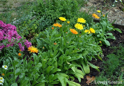 Mozette Hybrid Calendula Seed(56 per packet)