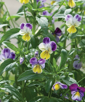 Mozette Hybrid Viola Seed(65 per packet)