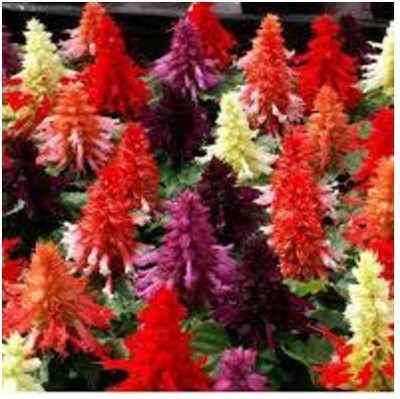 XOLDA Hybrid Salvia Mix Seed(50 per packet)