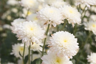 Mozette Hybrid Chrysan Themum White Seed(70 per packet)