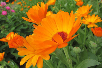 Mozette Hybrid Calendula Seed(52 per packet)