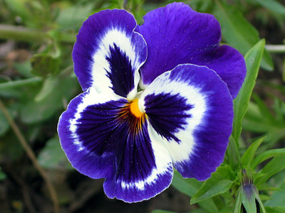 Mozette Hybrid Pancy Seed(70 per packet)