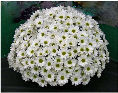 XOLDA Hybrid Chrysan Themum White Seed(70 per packet)