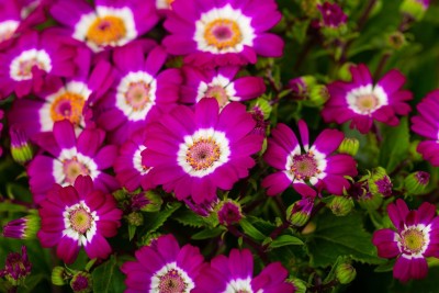 Mozette Hybrid Cineraria Seed(57 per packet)