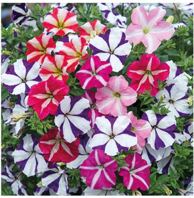 XOLDA Hybrid Petunia Ultra Star Seed(64 per packet)