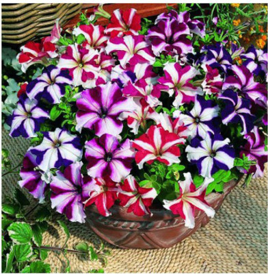 XOLDA Hybrid Petunia Ultra Star Seed(63 per packet)